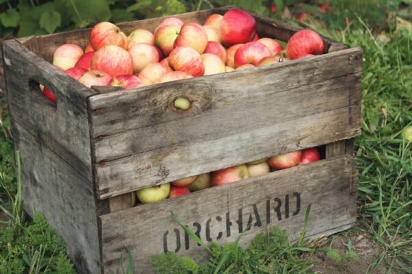 Top 5 Apple Picking Farms to Visit This Fall Scenic Orchards and Family Fun