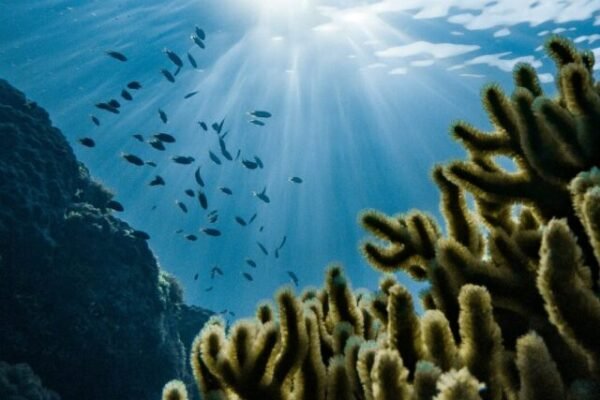 7 Amazing Facts About the Ocean!