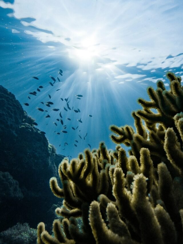 7 Amazing Facts About the Ocean!