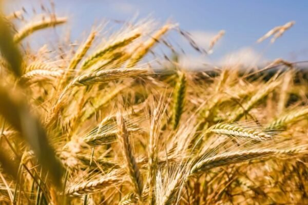 Top 6 Harvest Experiences to Try This Fall