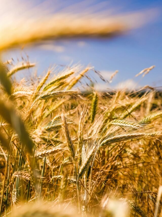 Top 6 Harvest Experiences to Try This Fall